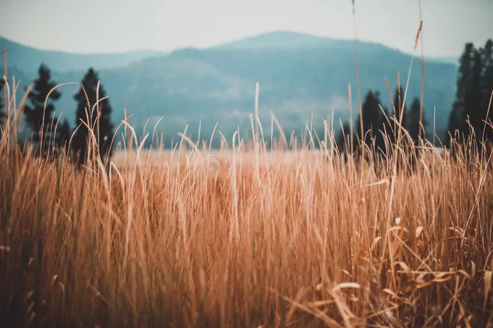 Golden grass in a field beneath a line of evergreen trees