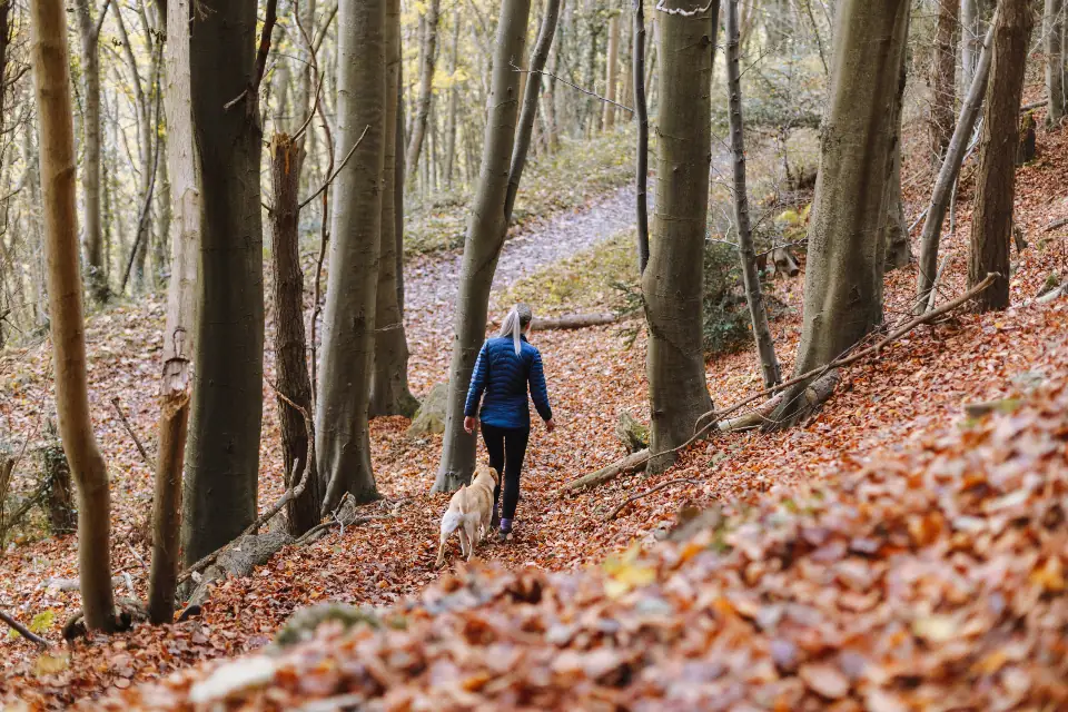 A person walking a dog on a leafy trail